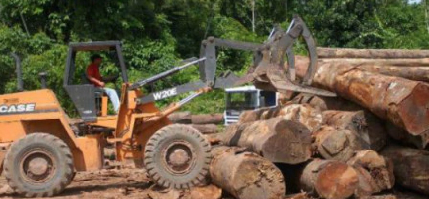 Amazônia perde 7.989 km² de floresta