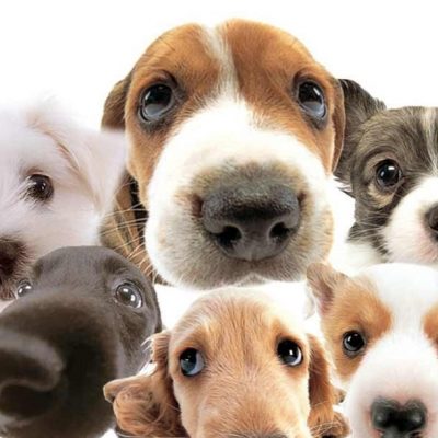 Ilhéus terá feira de adoção de animais em julho, no Pontal