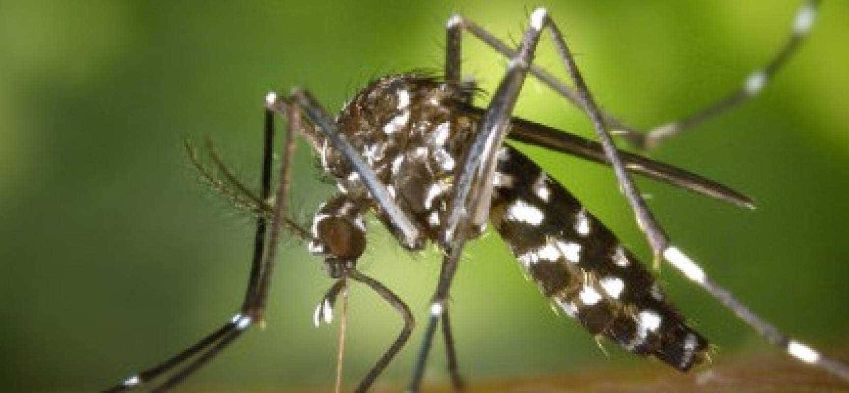 Mulher dignosticada com chikungunya morre no Sul da Bahia