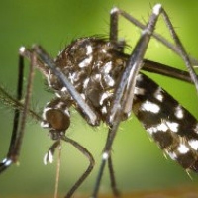 Mulher dignosticada com chikungunya morre no Sul da Bahia