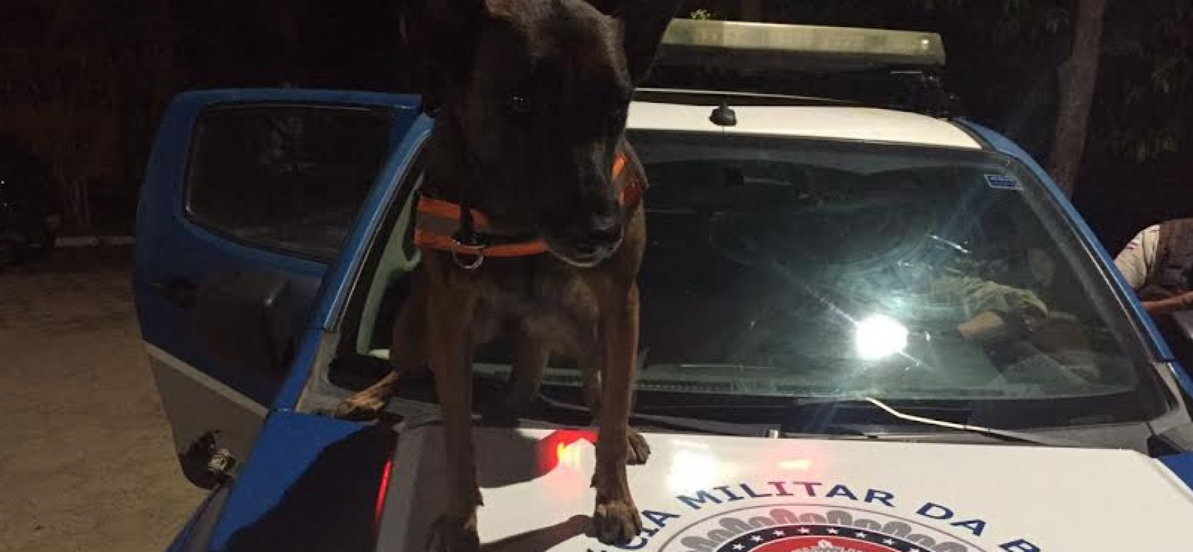 Cão farejador da PM encontra droga escondida em Porto Seguro