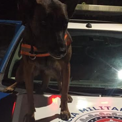 Cão farejador da PM encontra droga escondida em Porto Seguro
