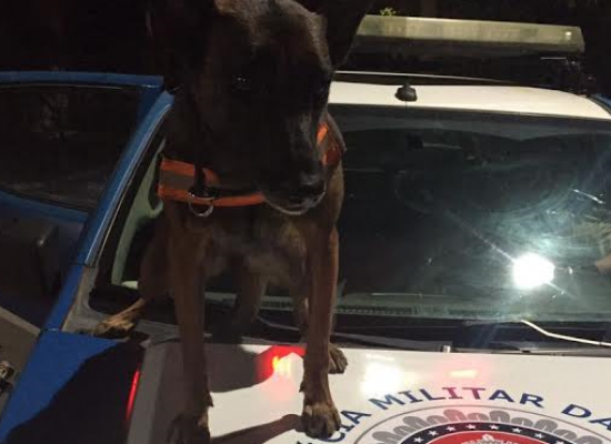 Cão farejador da PM encontra droga escondida em Porto Seguro