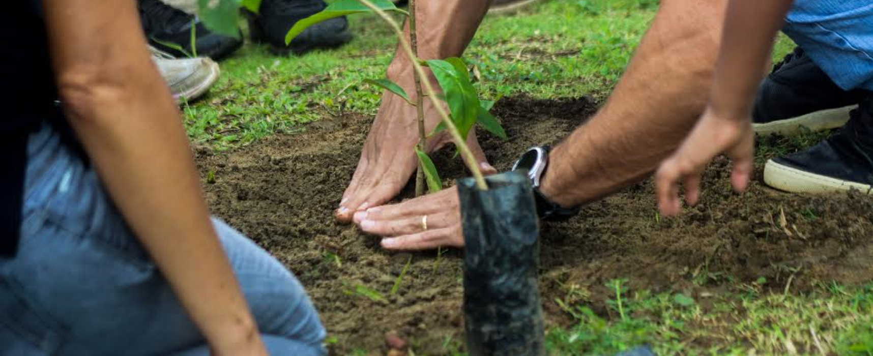Prefeitura realiza semana de treinamento sobre arborização em parceria com MPE
