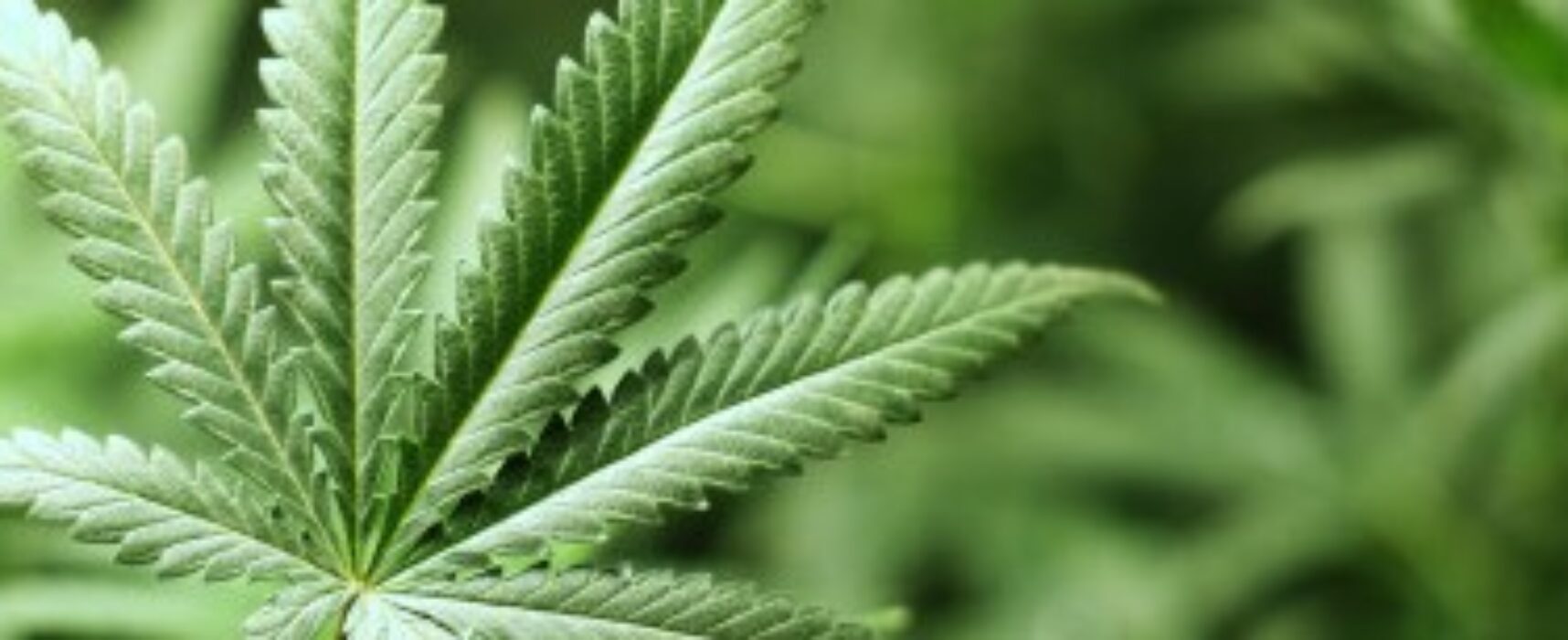 Justiça dá aval para plantação de maconha para uso medicinal