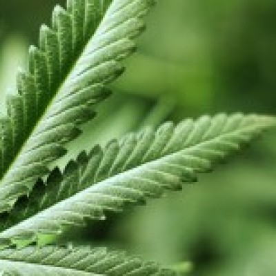 Anvisa defende regulamentação para cultivo da maconha para fins medicinais