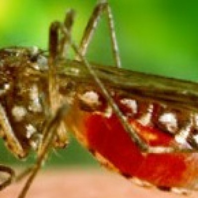 Fiocruz alerta para risco de reintrodução da febre amarela no Brasil