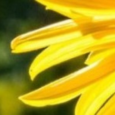 Instituto Vital Brazil desenvolve remédio inédito contra veneno de abelha