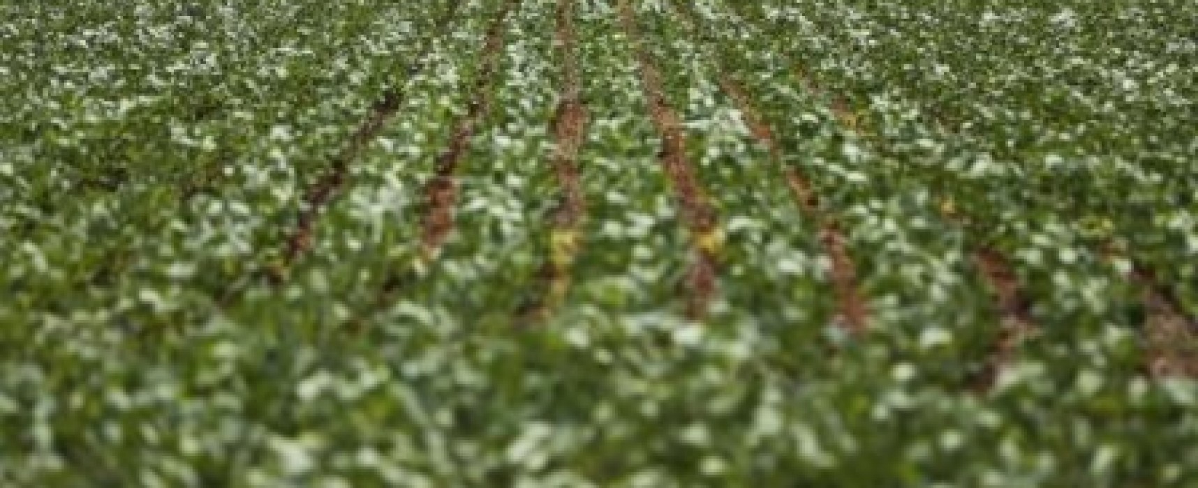 Produção brasileira de grãos deverá crescer 21,5% em 10 anos, estima ministério