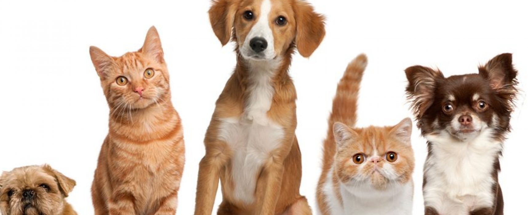 Praça São João Batista recebe feira de adoção de animais doméstico