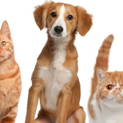 Projeto prevê vacinação gratuita para animais domésticos
