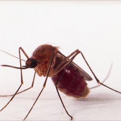 Transmissão de zika por pernilongo pode explicar incidência em algumas regiões