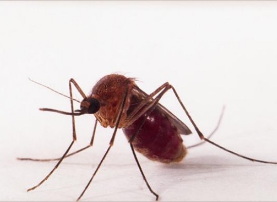 Transmissão de zika por pernilongo pode explicar incidência em algumas regiões