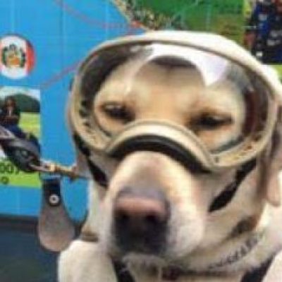 Frida é uma heroína de quatro patas que salvou 56 no terremoto do México