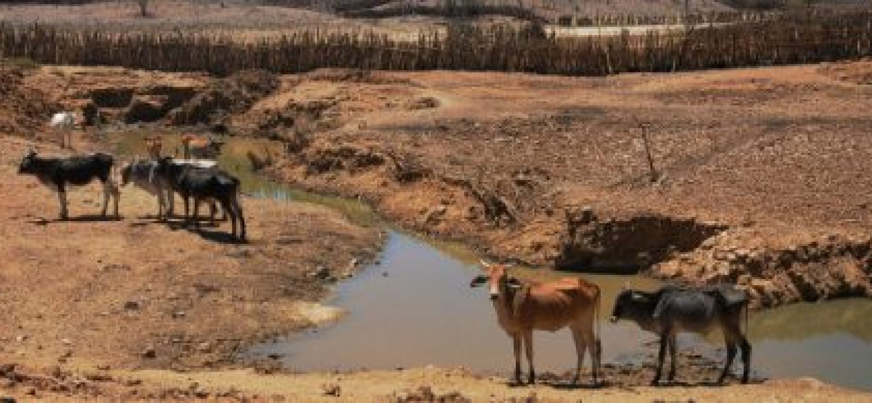 Aplicativo para celular permite acompanhar situação da seca no Nordeste