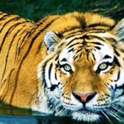 COLO COLO DE FUTEBOL E REGATAS COMPLETA NESTA TERÇA-FEIRA DIA 03 DE ABRIL, 70 ANOS DE HISTÓRIA E GLÓRIAS. Nossos parabéns a todos os dirigentes. Em especial a Weliton Nascimento!