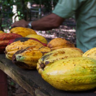 Governo do Estado vai implantar a Estrada do Chocolate entre Ilhéus e Urucuca