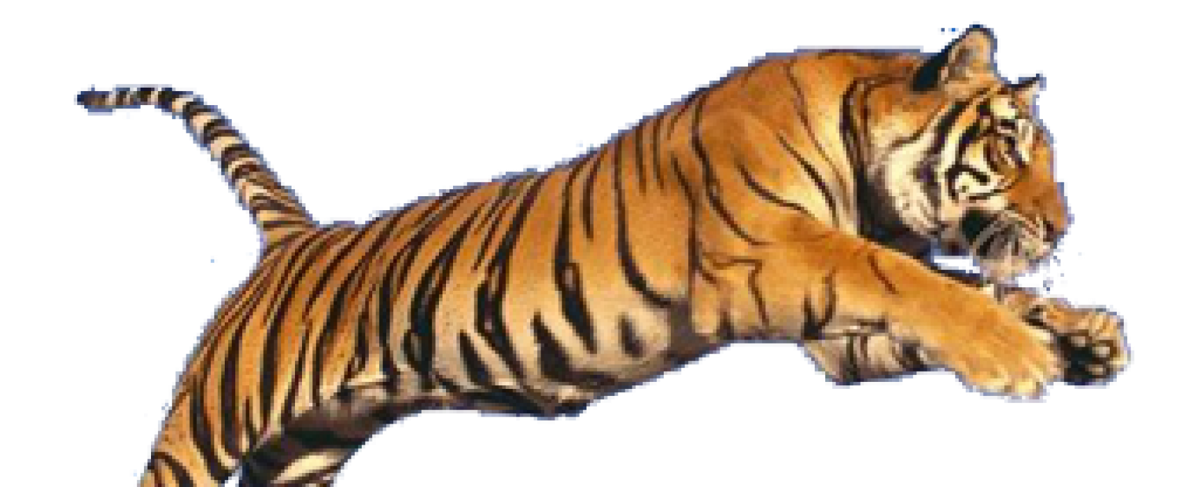 Projeto da ‘peneira’ do TIGRÃO concluído com êxito. Sucesso absoluto de inscrições, organização e público. O COLO COLO E OS SEUS TORCEDORES AGRADECEM A WELITON NASCIMENTO