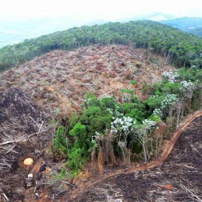 Vaticano critica ação de ‘interesses econômicos’ na Amazônia