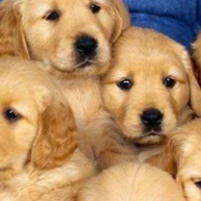 Centro de Controle de Zoonoses de Ilhéus disponibiliza cães para adoção