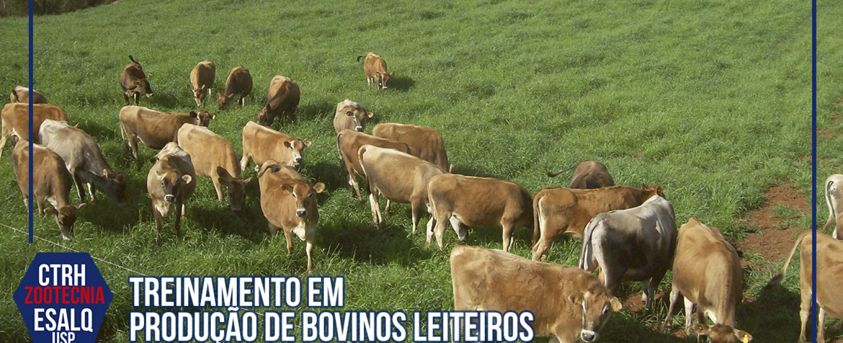 Produção de Bovinos Leiteiros é tema de curso à distância do Departamento de Zootecnia da ESALQ/USP