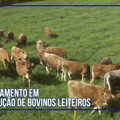 Produção de Bovinos Leiteiros é tema de curso à distância do Departamento de Zootecnia da ESALQ/USP