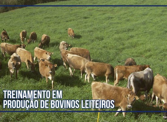 Produção de Bovinos Leiteiros é tema de curso à distância do Departamento de Zootecnia da ESALQ/USP
