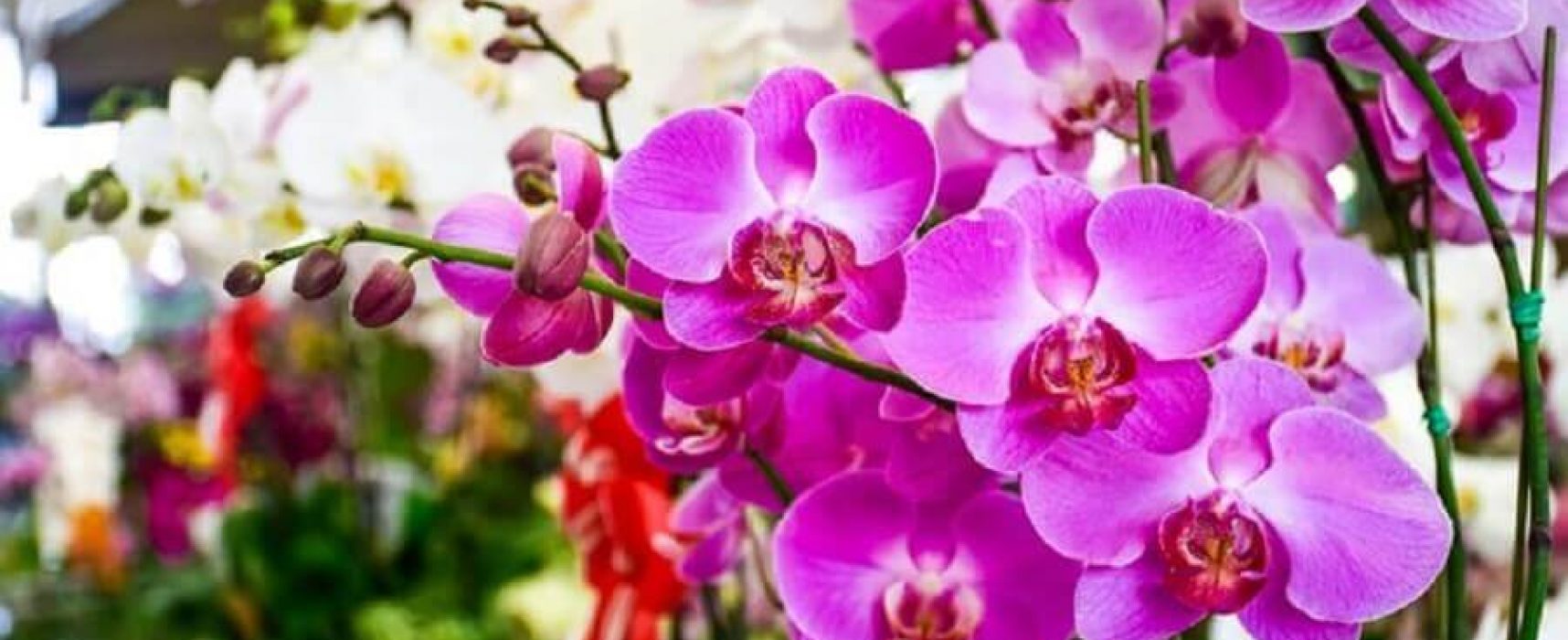 Exposição “Ilhéus em Flor” marca a chegada da primavera em Ilhéus