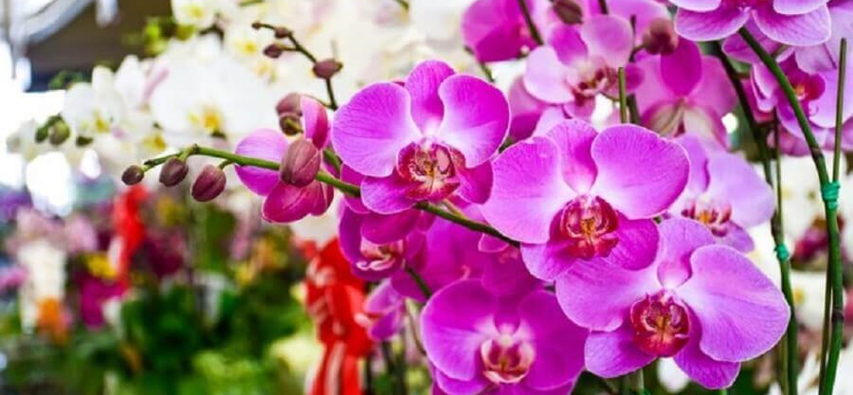 Exposição “Ilhéus em Flor” marca a chegada da primavera em Ilhéus