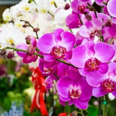 Exposição “Ilhéus em Flor” marca a chegada da primavera em Ilhéus