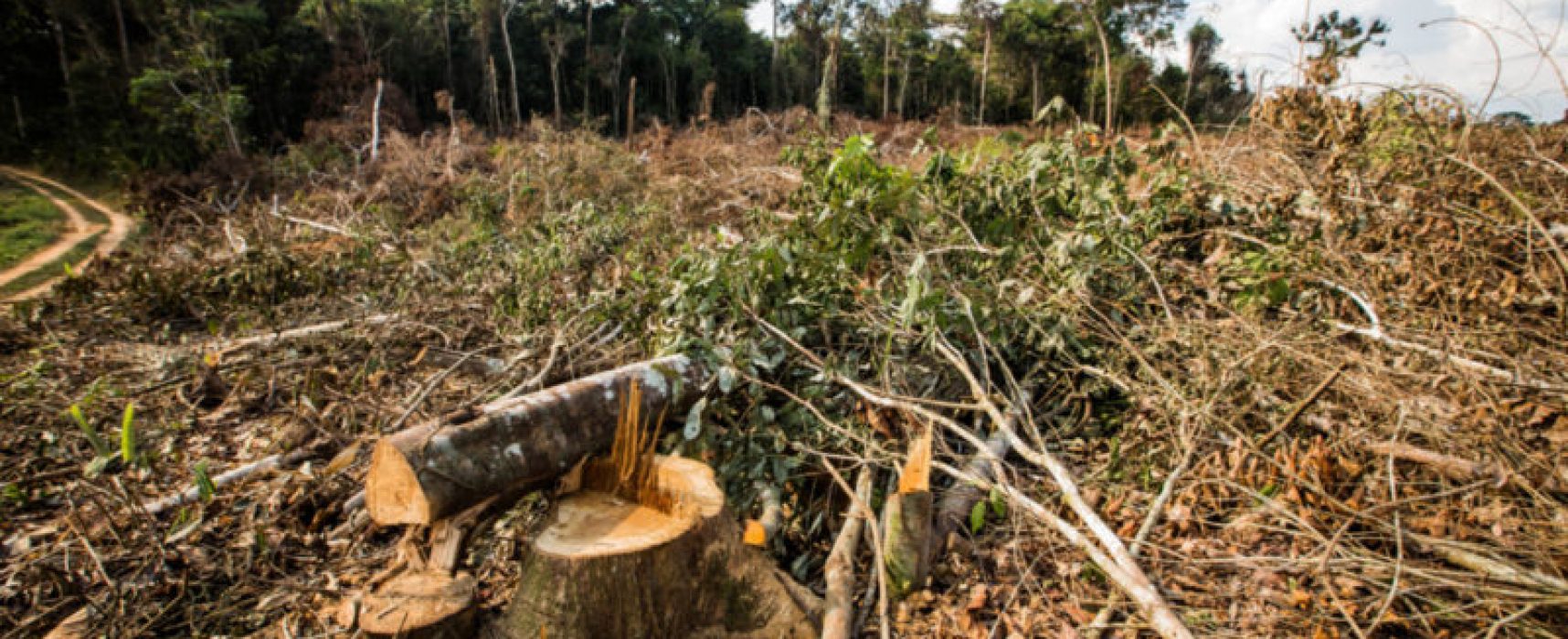 Para 27% dos brasileiros, desmatamento é maior ameaça ao meio ambiente