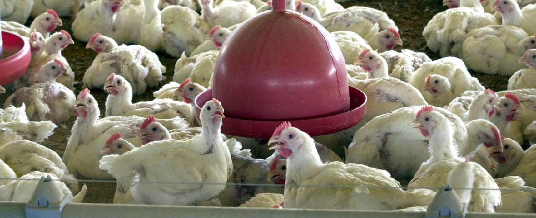 México habilita 26 empresas brasileiras para compra de carne de frango
