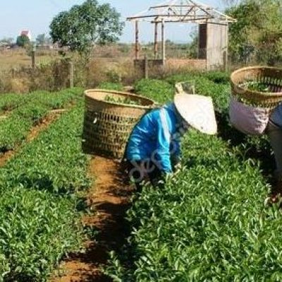 Estudo recomenda plantio sustentável para garantir segurança alimentar