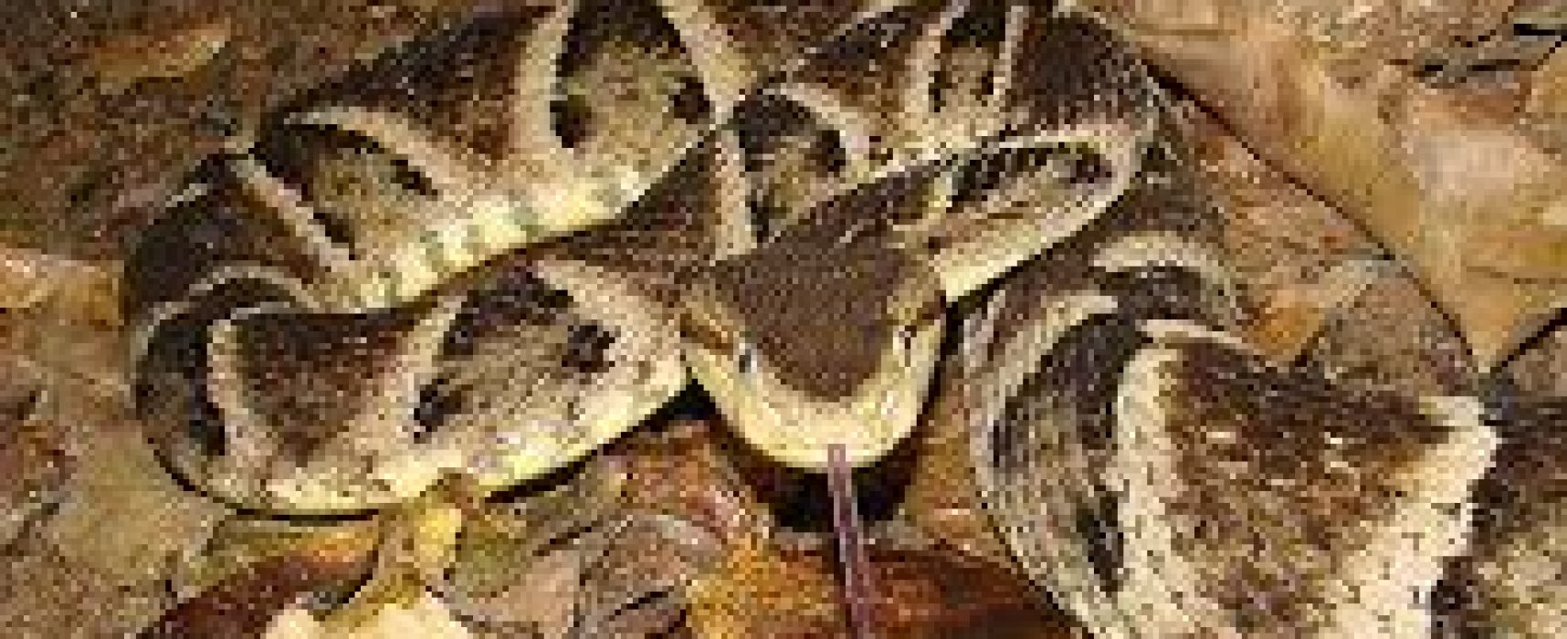 Substância encontrada em frutas pode ajudar contra picada de jararaca