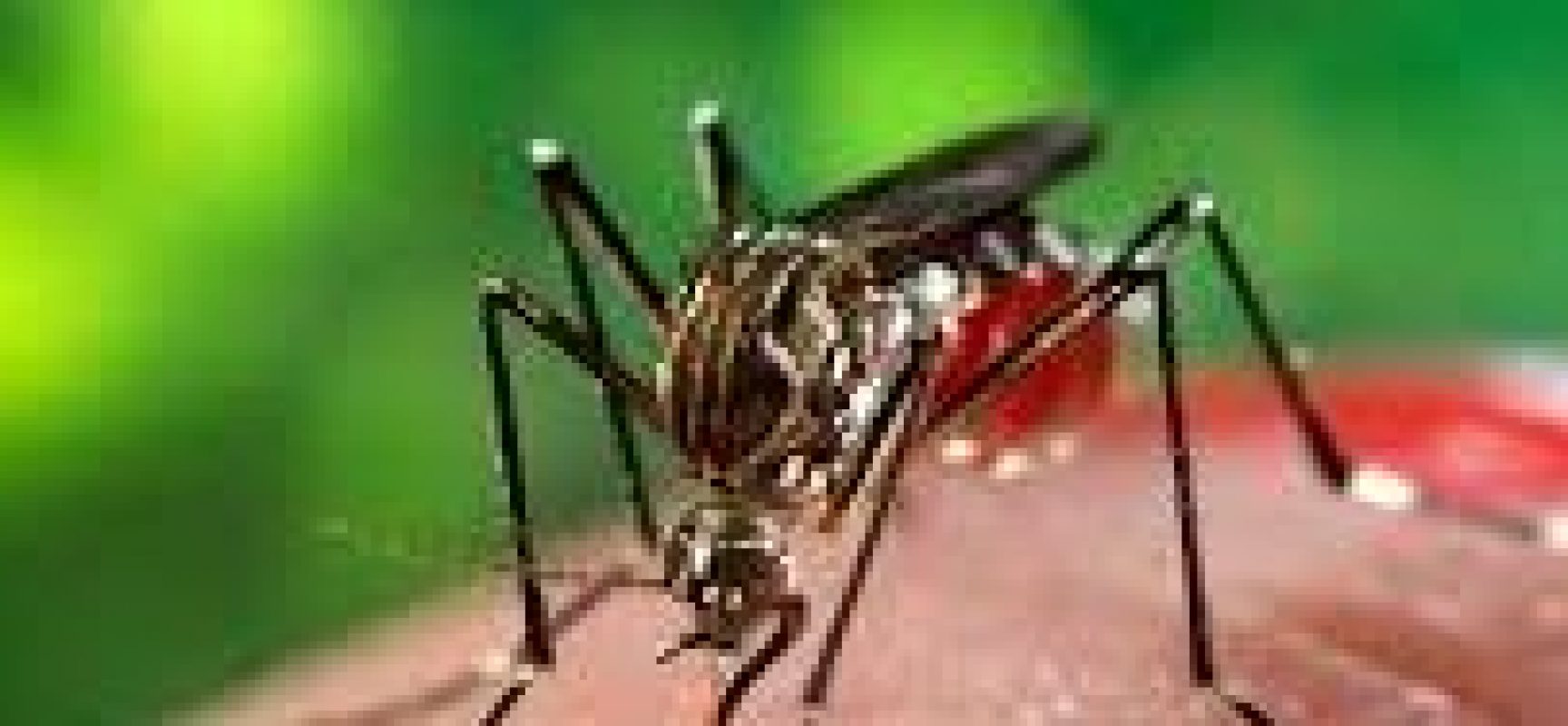 Com a chegada do verão, Ilhéus intensifica ações de combate ao mosquito Aedes aegypti