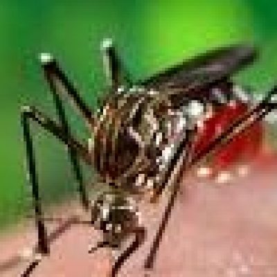 Com a chegada do verão, Ilhéus intensifica ações de combate ao mosquito Aedes aegypti