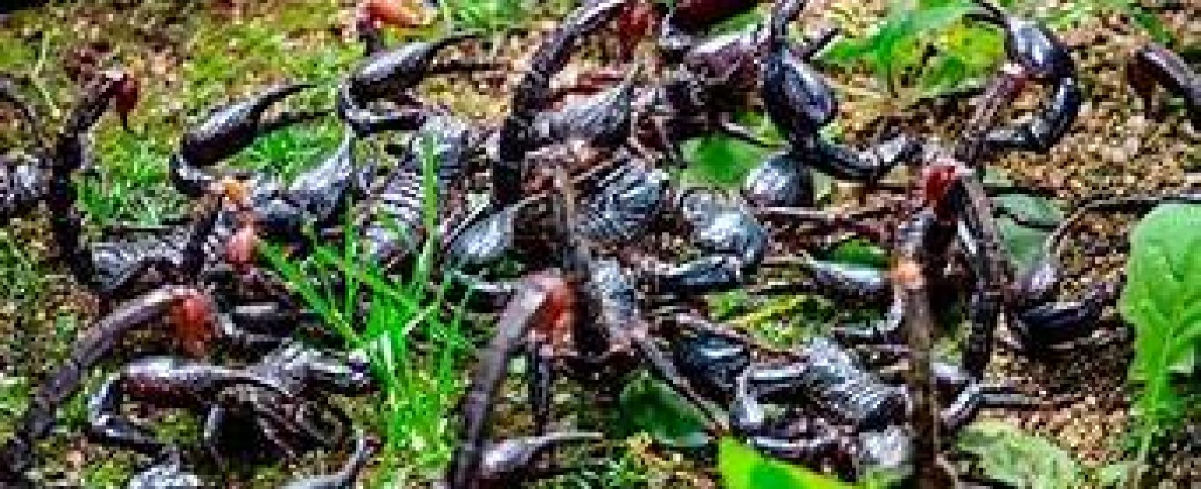 Saúde alerta para picadas de escorpião, mais comuns no verão