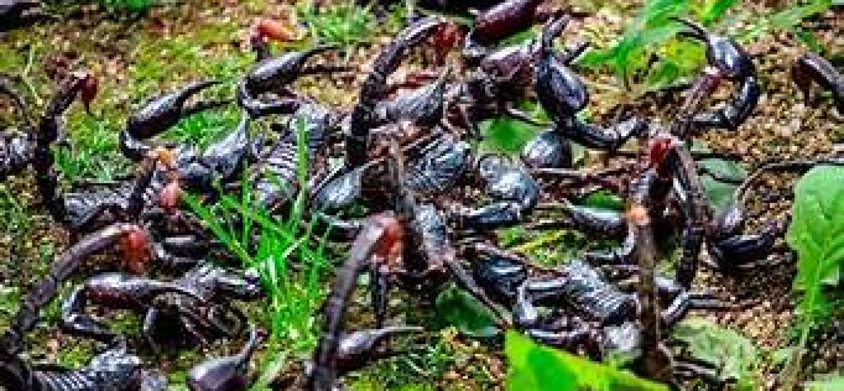 Saúde alerta para picadas de escorpião, mais comuns no verão
