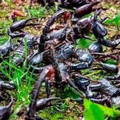 Saúde alerta para picadas de escorpião, mais comuns no verão