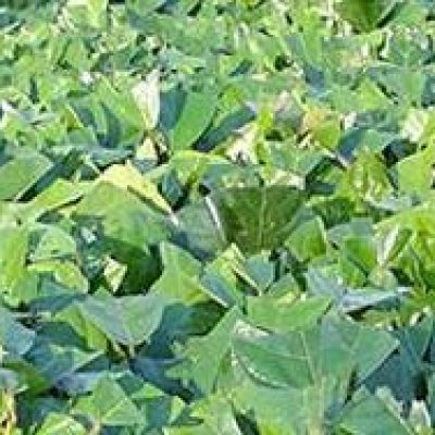 Feira de Mudas da Biofábrica chega a Ilhéus nesta quinta-feira (28)