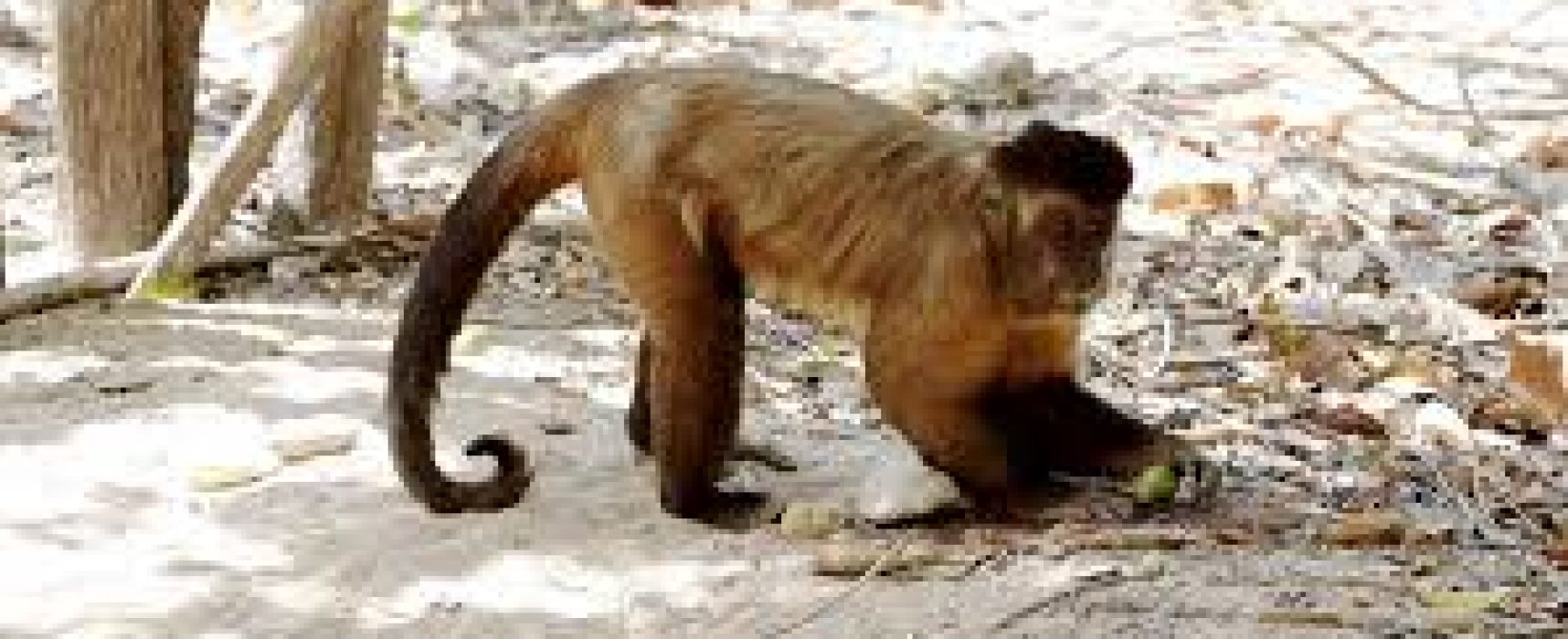 Macacos dominam cidade