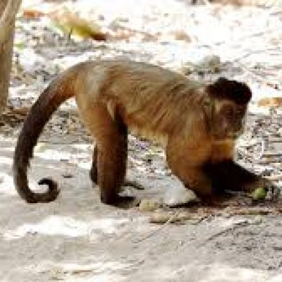 Macacos dominam cidade