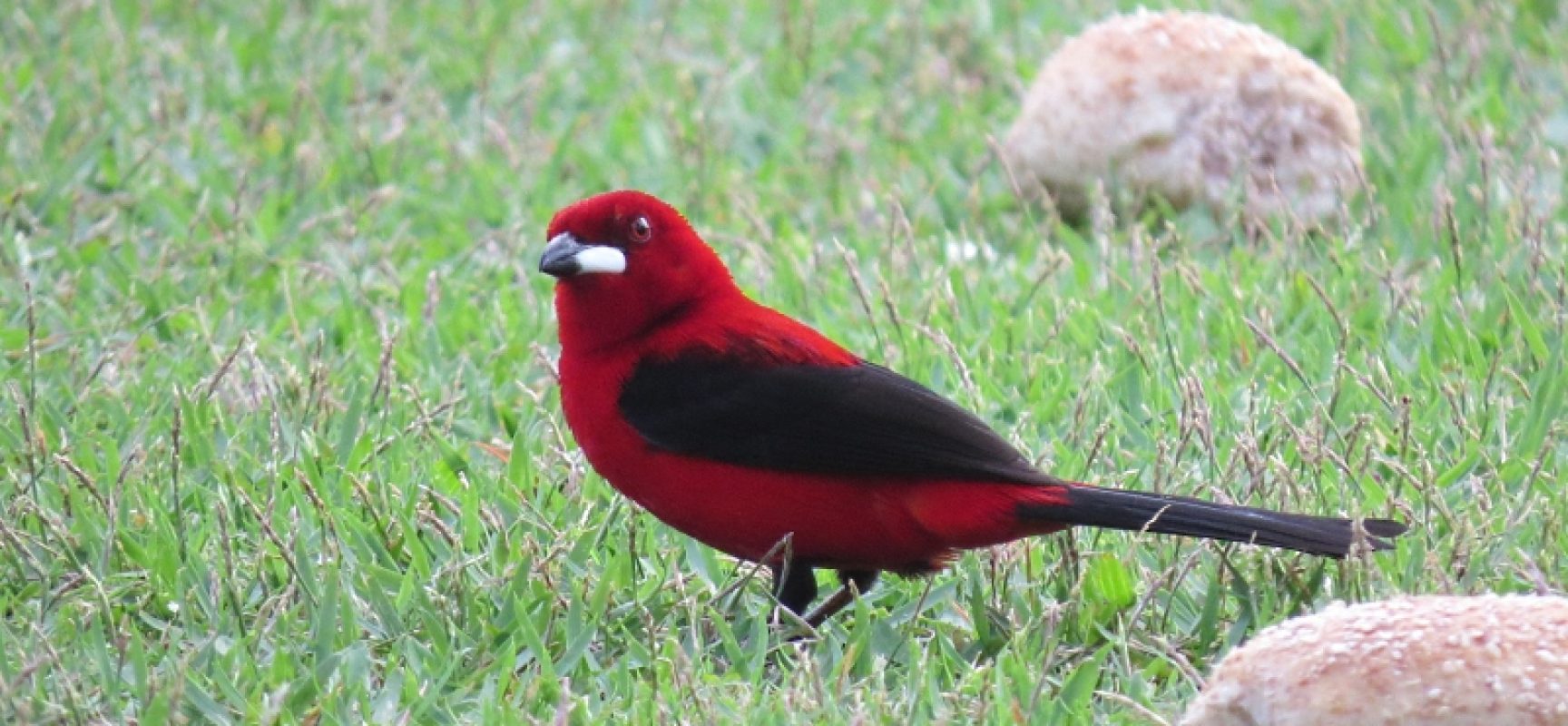 2º Workshop de Observação de Aves será em setembro em Itacaré
