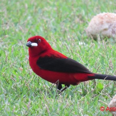 2º Workshop de Observação de Aves será em setembro em Itacaré