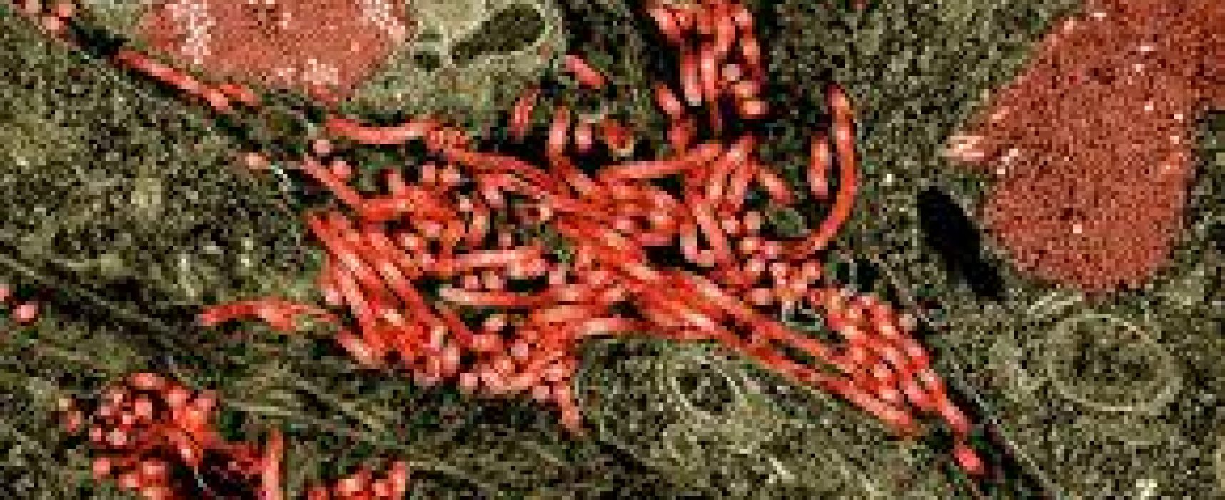 República Democrática do Congo já registra quase mil mortes por ebola