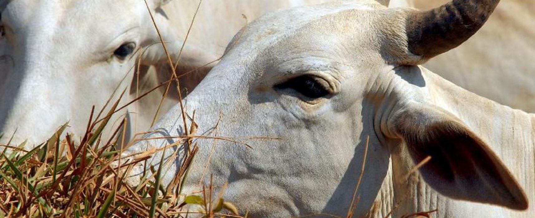 Países se mobilizam contra exportação de animais vivos