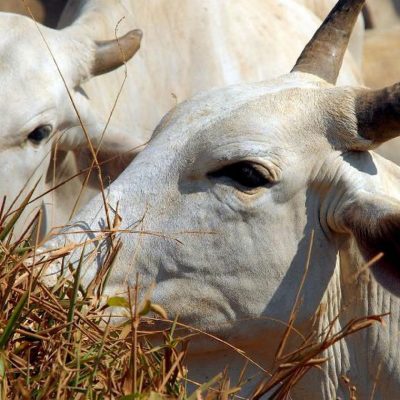 Países se mobilizam contra exportação de animais vivos