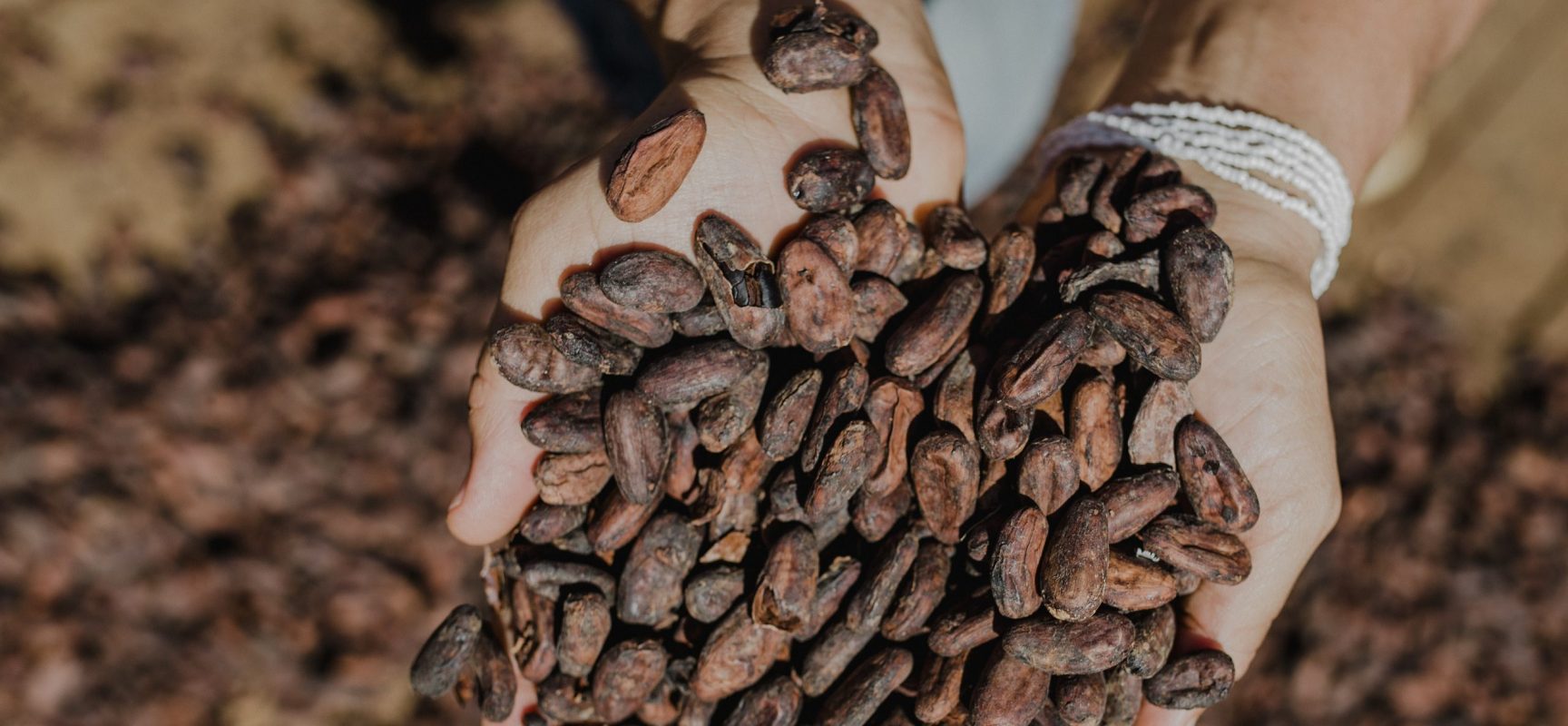 Bahia se reinventa com produção de Chocolate de Origem