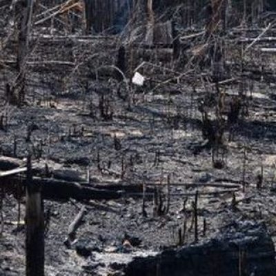 Desmatamento é principal preocupação do brasileiro, revela pesquisa