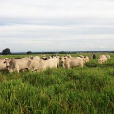 Censo Agropecuário: Brasil tem 5 milhões de estabelecimentos rurais